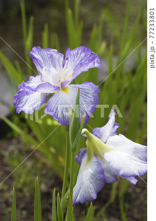 花菖蒲園に紫と白色の菖蒲の花が咲いています。このハナショウブの名前は雲井竜です。 77233801
