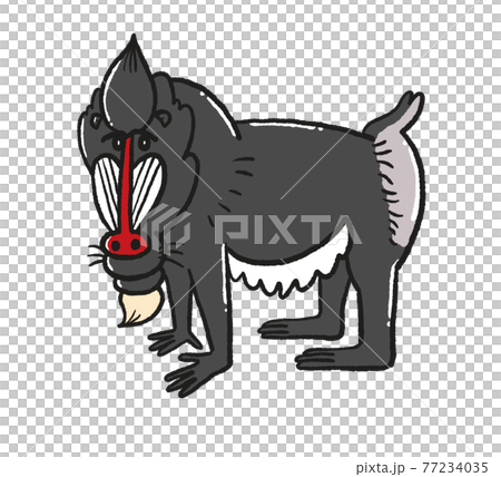 Mandrill illustration Mandrill illustration 77234035