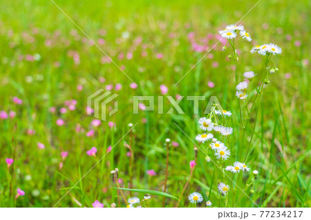 川の護岸斜面に咲き誇る春の野の花 77234217