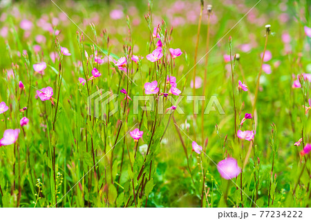 川の護岸斜面に咲き誇る春の野の花 77234222