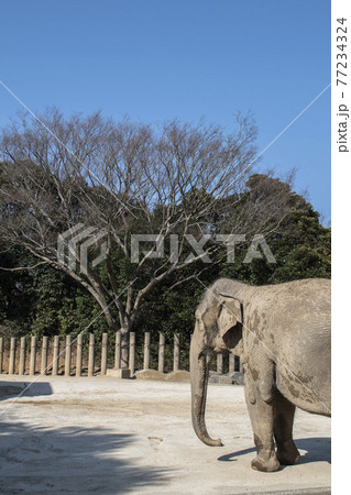 動物園で飼育されているゾウ 77234324