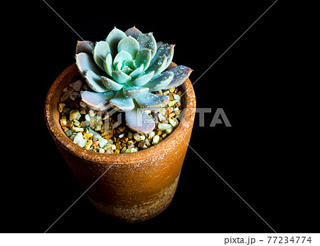 Succulent plant close-up Echeveria Orion in the earthen pot Succulent plant close-up Echeveria Orion in the earthen pot 77234774