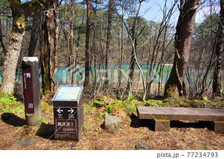 青沼/裏磐梯五色沼湖沼群 青沼/裏磐梯五色沼湖沼群 77234793