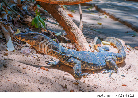 野生の若いミズオオトカゲ (ライレイ、クラビ県、タイ王国) 77234812