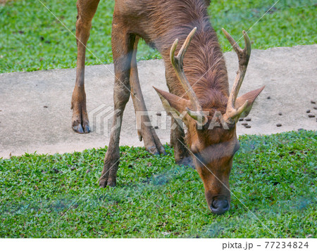 公園の保護地区で草を食べる鹿 (ペルダナ植物園、クアラルンプール、マレーシア) 公園の保護地区で草を食べる鹿 (ペルダナ植物園、クアラルンプール、マレーシア) 77234824