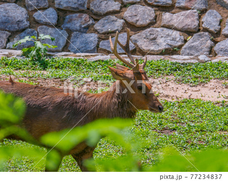 公園の保護地区で寛ぐ鹿 (ペルダナ植物園、クアラルンプール、マレーシア) 77234837