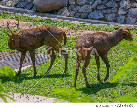 公園の保護地区で寛ぐ鹿 (ペルダナ植物園、クアラルンプール、マレーシア) 77234839