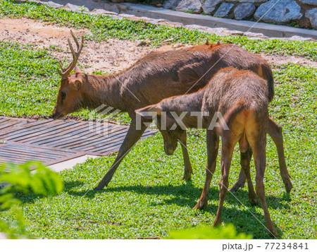 公園の保護地区で寛ぐ鹿 (ペルダナ植物園、クアラルンプール、マレーシア) 77234841