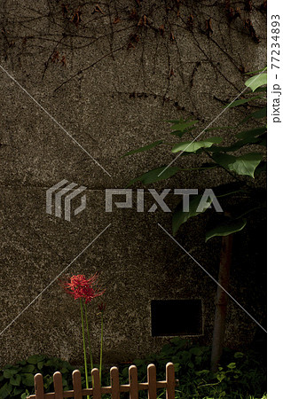 道路わきの彼岸花 道路わきの彼岸花 77234893