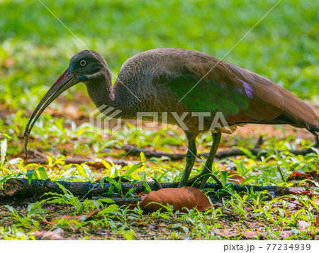 公園の芝生を歩く鳥 (ペルダナ植物園、クアラルンプール、マレーシア) 77234939