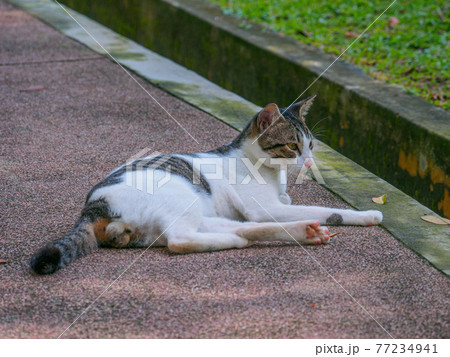 公園の歩道に横たわる猫 (ペルダナ植物園、クアラルンプール、マレーシア) 77234941