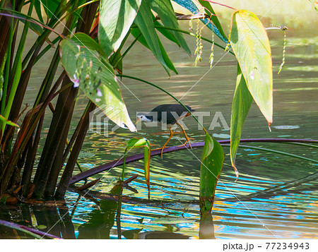 水生植物の上を歩くシロハラクイナ (ペルダナ植物園、クアラルンプール、マレーシア) 77234943