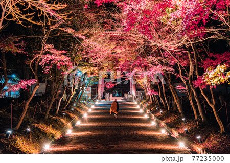 【京都】紅葉 77235000