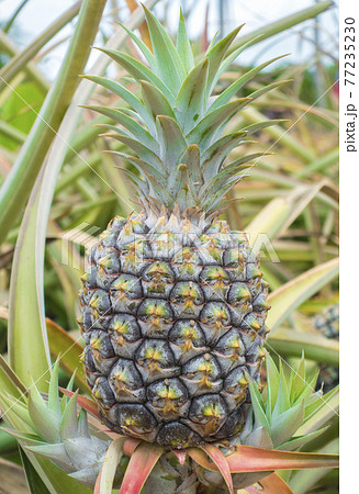 ハワイ パイナップル栽培の写真素材