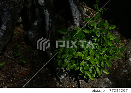 ムクノキの根元に咲く緑 77235297