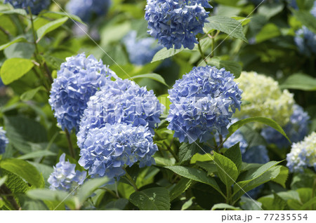 紫陽花園に青いアジサイの花がさいています。学名はHydrangeaです。 紫陽花園に青いアジサイの花がさいています。学名はHydrangeaです。 77235554