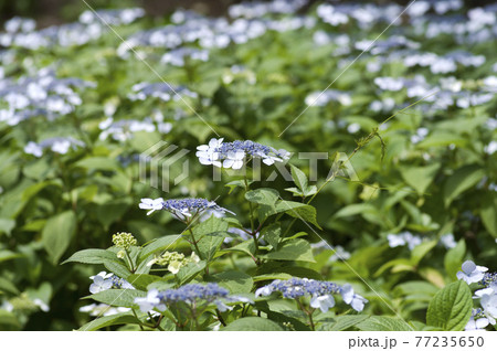 紫陽花園に紫陽花の花が咲いています このアジサイの名前はガクアジサイです の写真素材