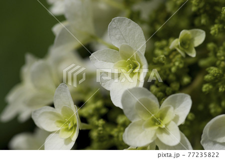 紫陽花園に白いアジサイの花が咲いています このアジサイの名前はカシワバアジサイです の写真素材