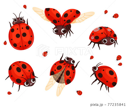 Ladybug. Flying closeup insects in action posesのイラスト素材