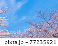 【桜】青空に咲くソメイヨシノ 77235921