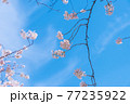 【桜】青空に咲くソメイヨシノ 77235922