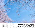 【桜】青空に咲くソメイヨシノ 77235923