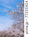 【桜】青空に咲くソメイヨシノ 77235924