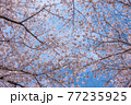 【桜】青空に咲くソメイヨシノ 77235925
