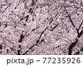 【桜】一面のソメイヨシノ 77235926