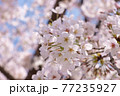 【桜】満開のソメイヨシノ 77235927