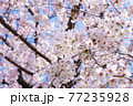 【桜】満開のソメイヨシノ 77235928
