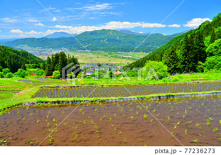 福島新田の棚田より飯山市街地、斑尾山方面を望む(長野県飯山市)【2020.5】 福島新田の棚田より飯山市街地、斑尾山方面を望む(長野県飯山市)【2020.5】 77236273