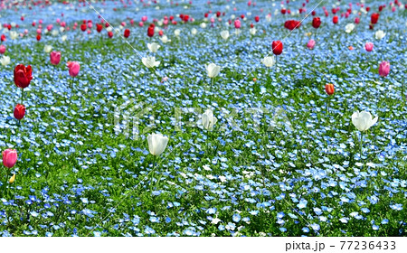 ネモフィラとチューリップのコラボレーション　大阪まいしまシーサイドパーク 77236433