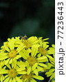 ツワブキとミツバチ ツワブキとミツバチ 77236443
