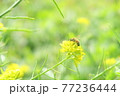 野の花とミツバチ 野の花とミツバチ 77236444