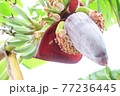 バナナの花とミツバチ バナナの花とミツバチ 77236445