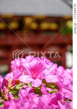 つつじの花 つつじの花 77236470