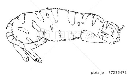 リラックスして寝る猫 77236471