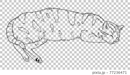 リラックスして寝る猫 77236471