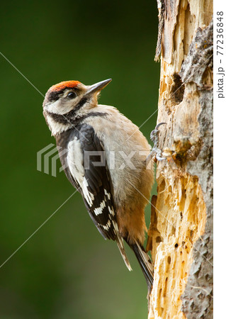 Adult lesser spotted woodpecker making a hole into the tree 77236848