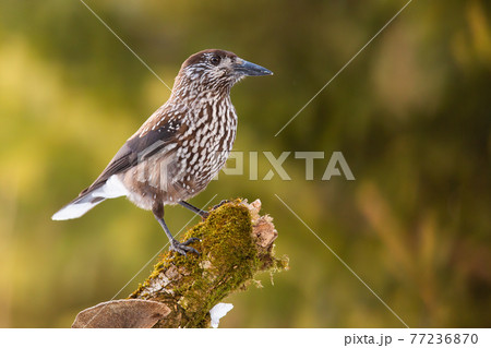 Spotted nutcracker looking on mossed tree with sunlight on green background Spotted nutcracker looking on mossed tree with sunlight on green background 77236870