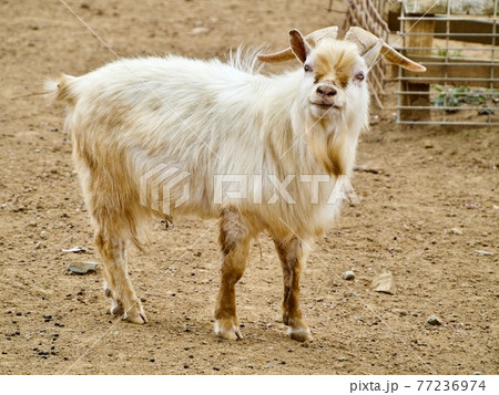かっこいいヤギの写真素材