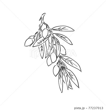Vector sketch of olive tree branch. Line hand drawn style. | Нарисованный,  Рисунки, Рисунок