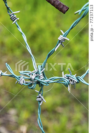 絡まった有刺鉄線 絡まった有刺鉄線 77237113