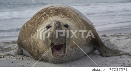 Male Southern Elephant Seal 77237571