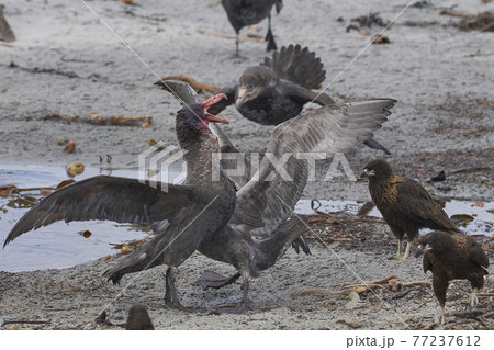 Giant Petrels feeding Giant Petrels feeding 77237612