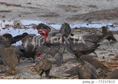 Giant Petrels feeding 77237615
