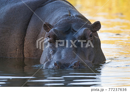 Playing Hippopotamus , Kruger National Park , Africa 77237636