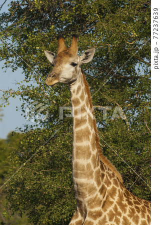 Giraffa, Kruger National Park Giraffa, Kruger National Park 77237639