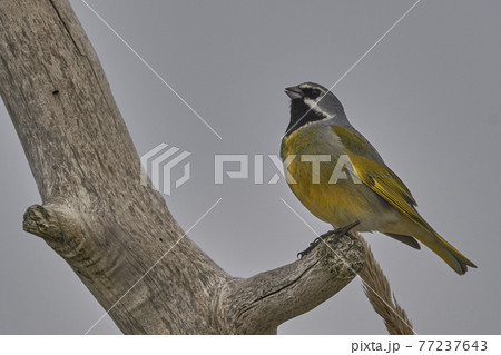 Black-throated Finch 77237643